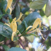 Lonicera japonica Thunb.